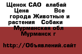 Щенок САО (алабай) › Цена ­ 10 000 - Все города Животные и растения » Собаки   . Мурманская обл.,Мурманск г.